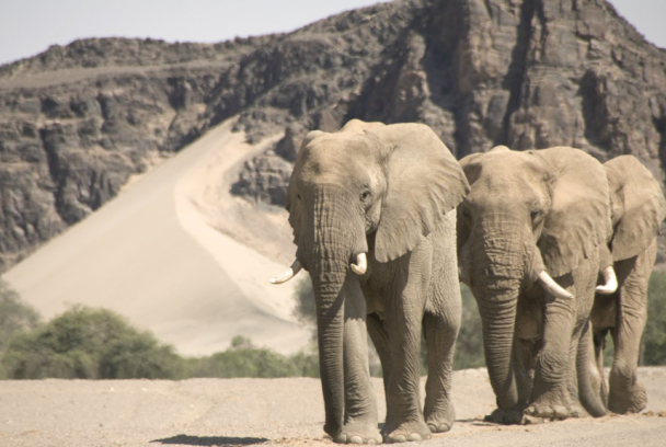 El reino del desierto de Namibia
