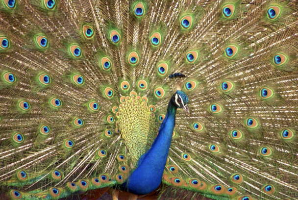 Los colores de la naturaleza