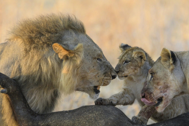 Los leones mandan