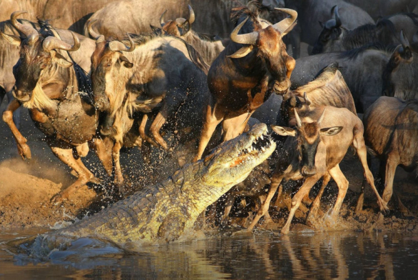 Récord mundiales del mundo animal