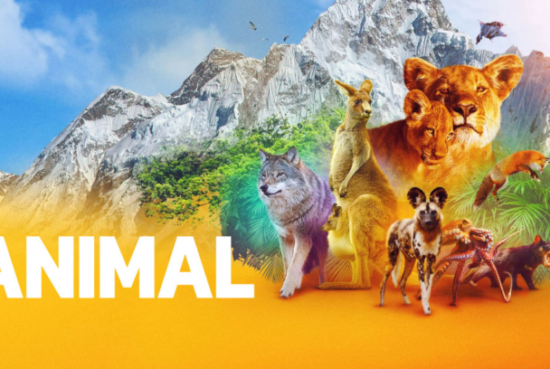 Animal