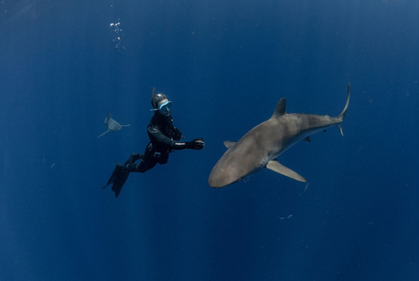 Tiburones de cerca