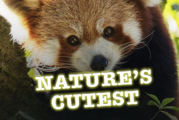 Animales adorables