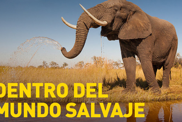 El Mundo Salvaje