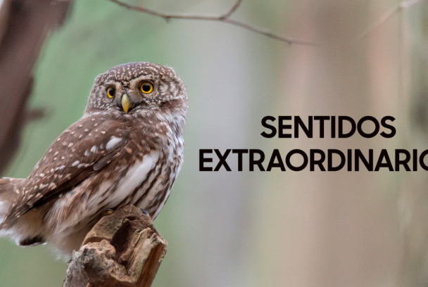 Súper sentidos: Fuerzas especiales