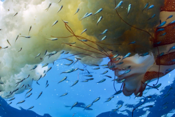 El mundo de los oceanos