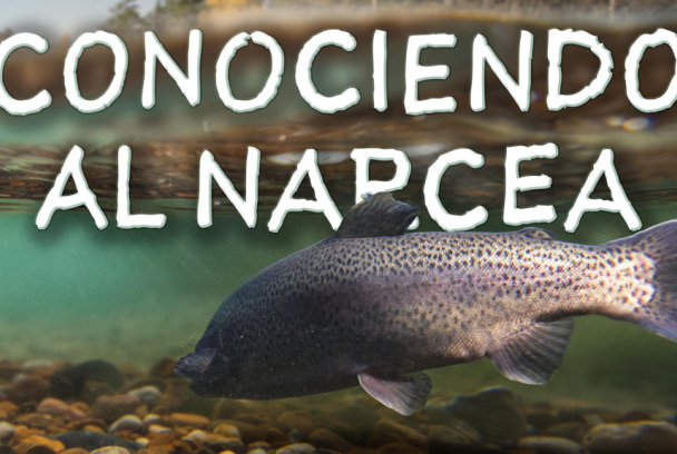 Conociendo el narcea