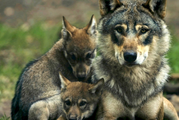 Los superpapás de la naturaleza