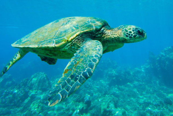 Lugares indómitos. La gran barrera de coral