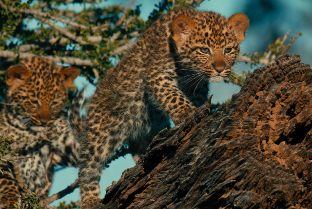 Mashatu: tierra de leopardos