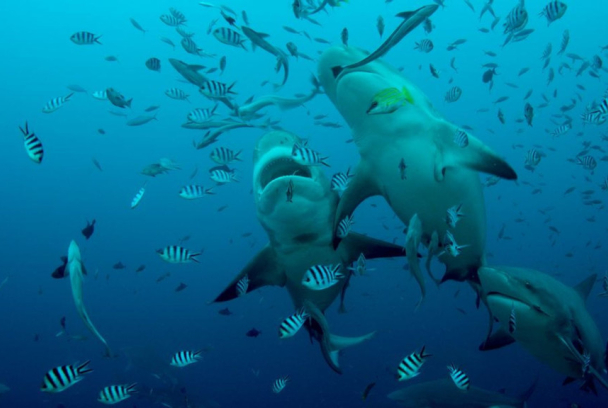 The Great Barrier Reef: A Living Treasure