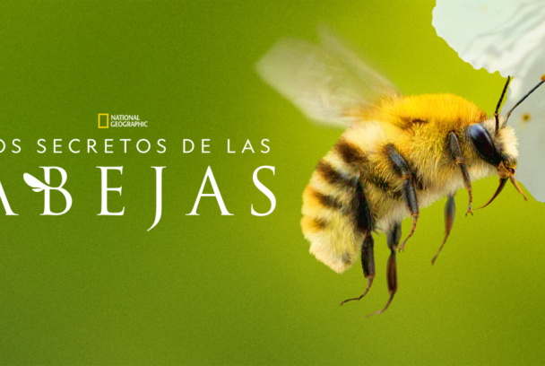 Los secretos de las abejas