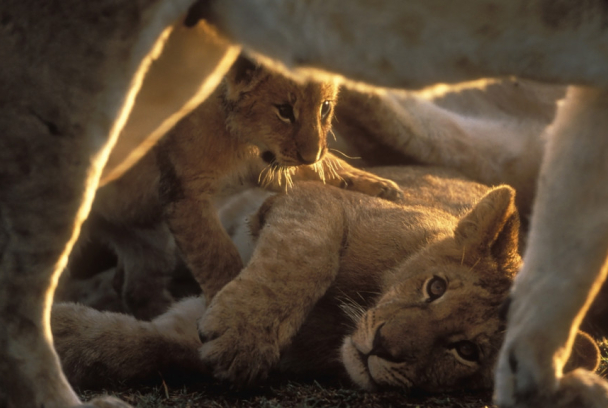 Diario de los grandes felinos: Historias familiares