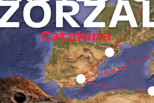 Proyecto zorzal en cataluña