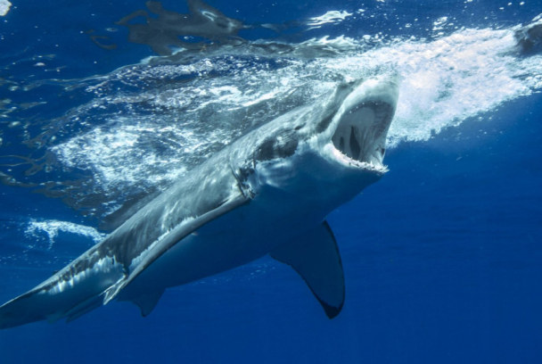 El mago de los tiburones
