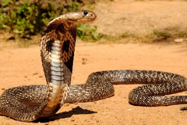 La cobra real