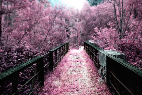 Springwatch in Japan: Cherry Blossom Time