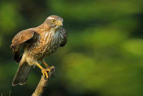 Hunter in rural Japan: Grey - faced buzzard