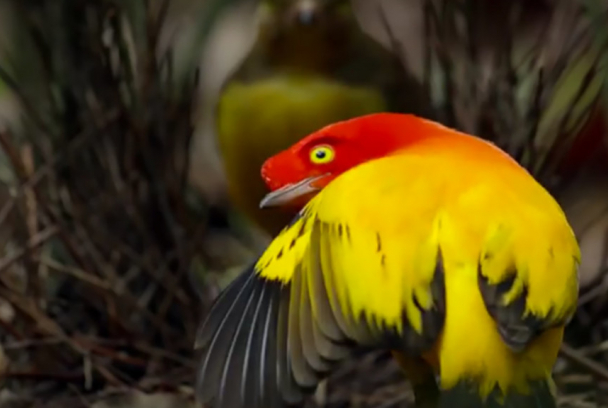 Dancers on fire: Flame blowerbirds
