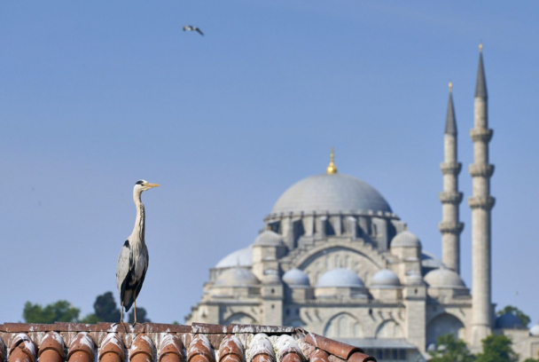 Estambul salvaje