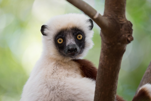 Curious jumpers of Madagascar