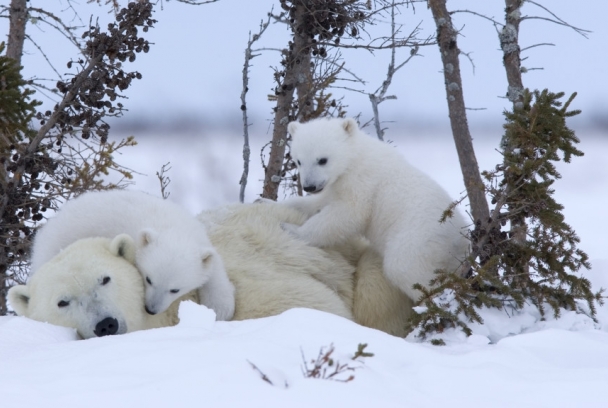 Mundo polar