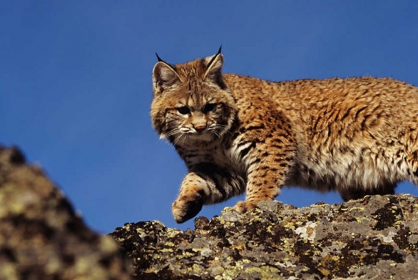  Pequeños predadores. Zorros, linces y gatos monteses