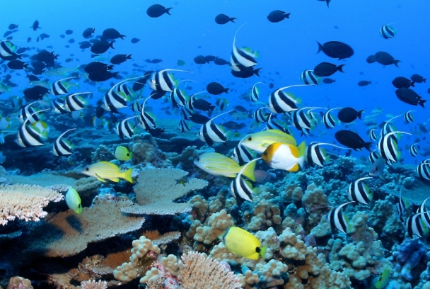 La Gran Barrera de coral