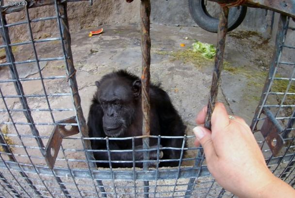 Persones no humanes