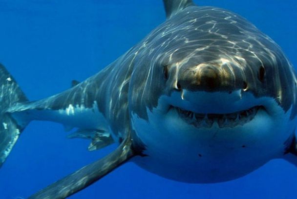 Tiburón americano