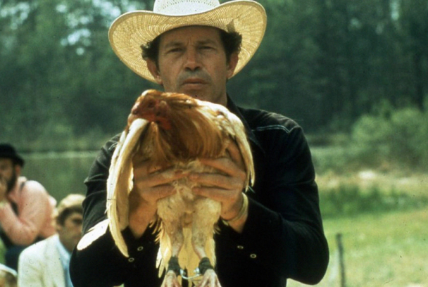 Gallos de pelea
