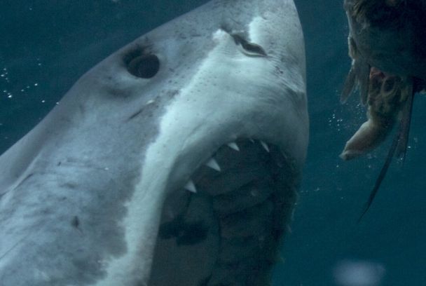 La ira del tiburón blanco