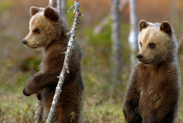 Una Hermandad De Osos: En Los Bosques De Escandinavia