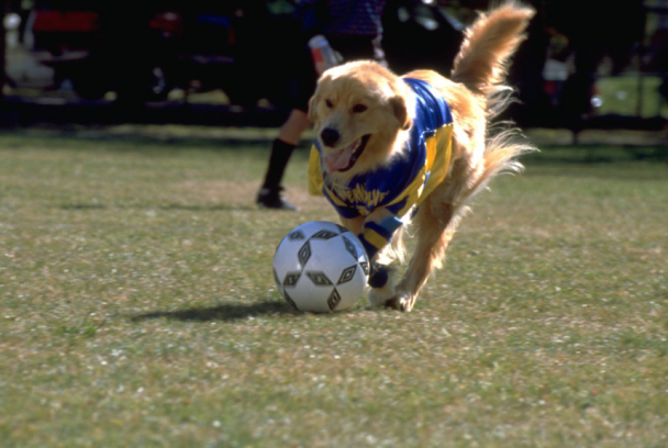 Air Bud 3