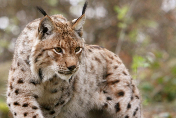  El regreso del lince iberico