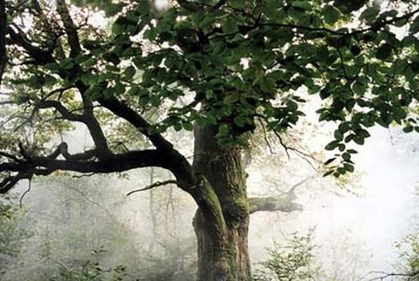 El árbol entre los árboles