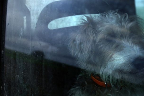 Fox-terrier