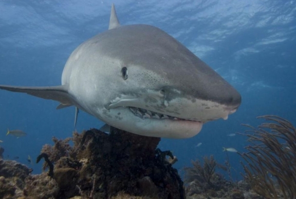 Nadando entre tiburones