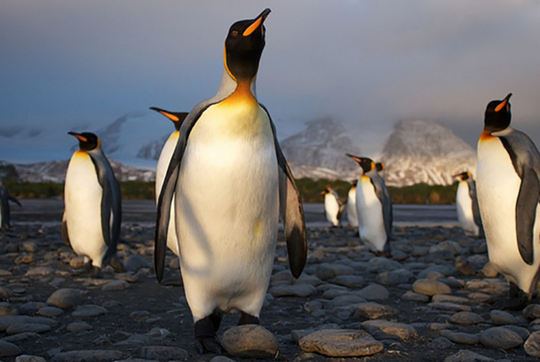 La ciudad de los pingüinos: Georgia del sur