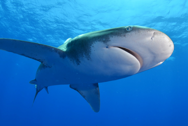 La isla de los tiburones
