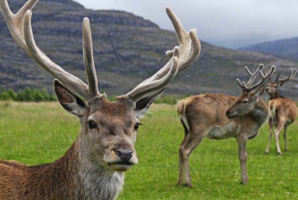 Animales que cambiaron la historia