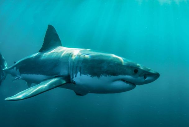 Cebo para tiburones