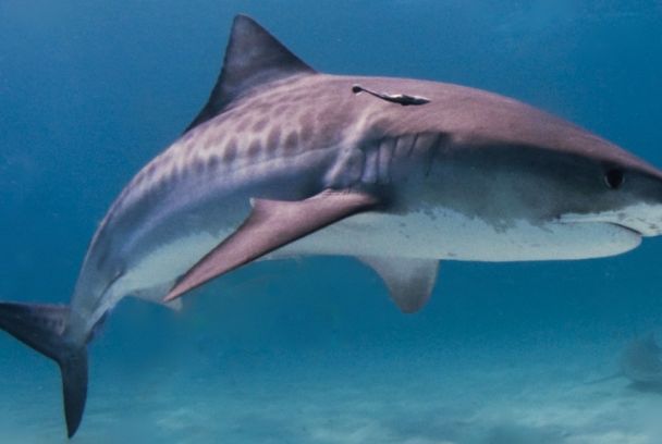 Tiburón: amenaza en la noche