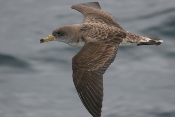 El rey de los mares. El águila marina