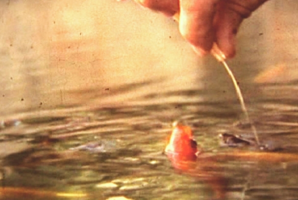 El domador de peixos