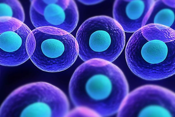 La vida. El secreto de las células humanas