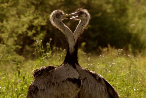 Mundo natural: las grandes aves de Attenborough