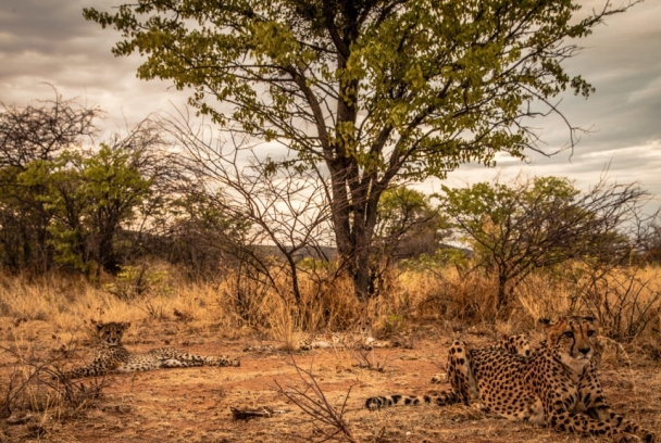Etosha, la gran llanura blanca