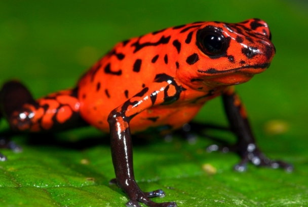 Ranas increíbles
