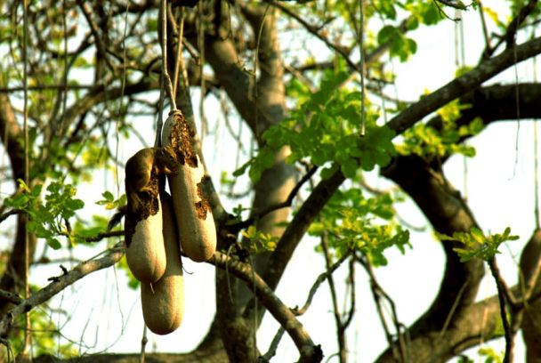 Árboles de vida